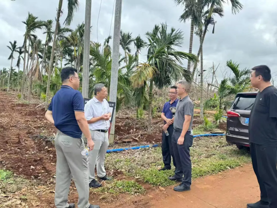 1726792381004010723.jpg 1726792381004010723.jpg